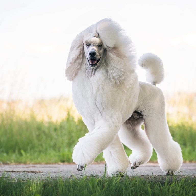 Art Attack Once Upon a Tjam